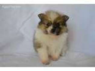 Pomeranian Puppy for sale in Covington, GA, USA