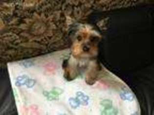 Yorkshire Terrier Puppy for sale in San Antonio, TX, USA