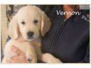 Golden Retriever Puppy for sale in Fort Worth, TX, USA