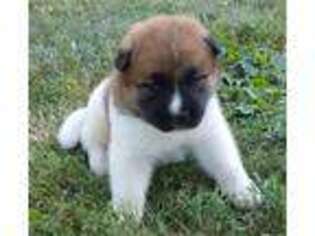 Akita Puppy for sale in Millmont, PA, USA
