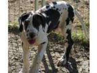Great Dane Puppy for sale in LEONARD, TX, USA