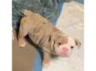 Bulldog Puppy for sale in Shippensburg, PA, USA