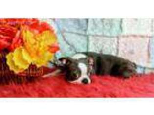 Boston Terrier Puppy for sale in Magnolia, OH, USA