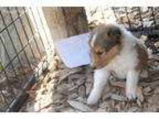 Collie Puppy for sale in Pukwana, SD, USA