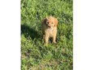 Goldendoodle Puppy for sale in Barnstead, NH, USA