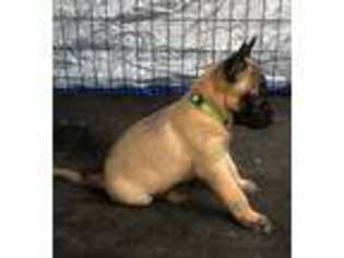 Belgian Malinois Puppy for sale in Vacaville, CA, USA