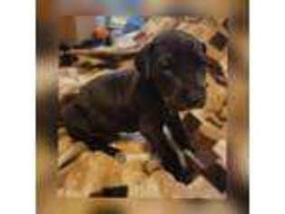 Great Dane Puppy for sale in Goldsboro, NC, USA