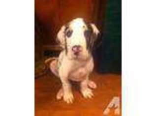 Great Dane Puppy for sale in CRYSTAL SPRINGS, MS, USA