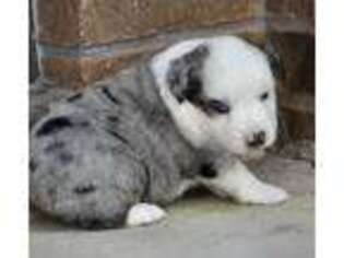 Miniature Australian Shepherd Puppy for sale in Ottumwa, IA, USA