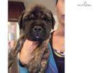 Bullmastiff Puppy for sale in Orlando, FL, USA
