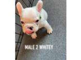 French Bulldog Puppy for sale in Madison, OH, USA