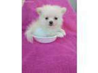 Pomeranian Puppy for sale in Ocala, FL, USA