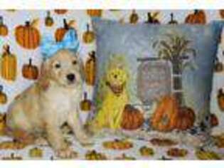 Golden Retriever Puppy for sale in Kerrville, TX, USA