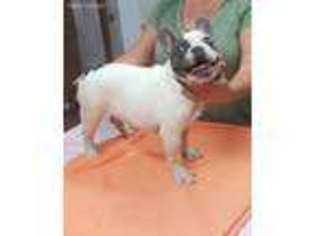 French Bulldog Puppy for sale in Golden Valley, AZ, USA