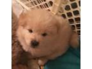 Chow Chow Puppy for sale in Philadelphia, PA, USA
