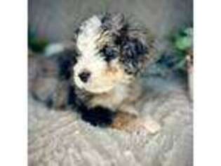 Mutt Puppy for sale in Pilot Hill, CA, USA