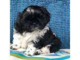 Mutt Puppy for sale in Battle Ground, WA, USA