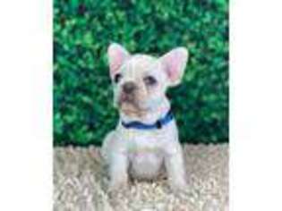 French Bulldog Puppy for sale in Wildomar, CA, USA