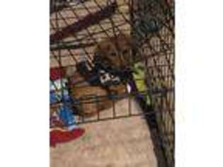 Dachshund Puppy for sale in Harrison, AR, USA