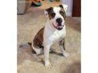 American Bulldog Puppy for sale in Bellefontaine, OH, USA