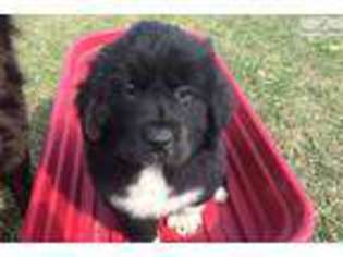 Newfoundland Puppy for sale in Saint Louis, MO, USA