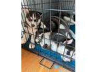 Siberian Husky Puppy for sale in Annandale, VA, USA