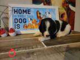 Newfoundland Puppy for sale in Tallahassee, FL, USA