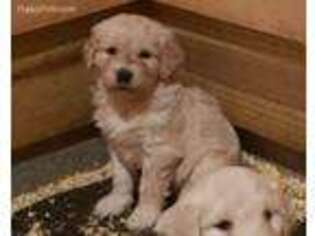 Goldendoodle Puppy for sale in Jamestown, TN, USA
