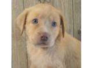 Labrador Retriever Puppy for sale in Tollesboro, KY, USA