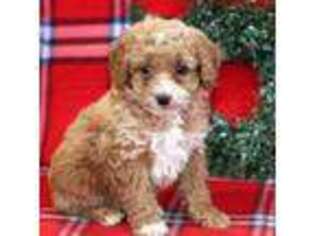 Mutt Puppy for sale in Copiague, NY, USA