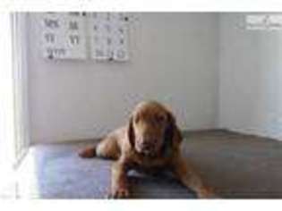 Vizsla Puppy for sale in Rapid City, SD, USA