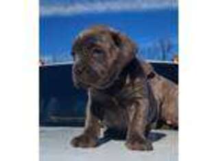 Cane Corso Puppy for sale in Toughkenamon, PA, USA