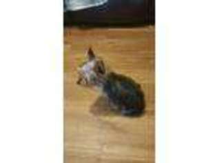 Yorkshire Terrier Puppy for sale in Pickens, SC, USA