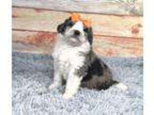 Saint Berdoodle Puppy for sale in Statesville, NC, USA