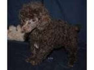 Mutt Puppy for sale in Brownsboro, TX, USA