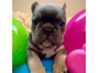 French Bulldog Puppy for sale in Post, TX, USA