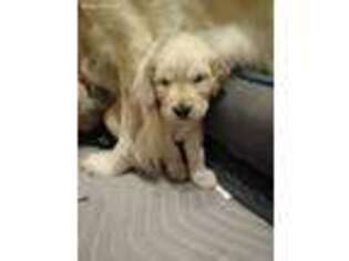 Golden Retriever Puppy for sale in Clio, MI, USA