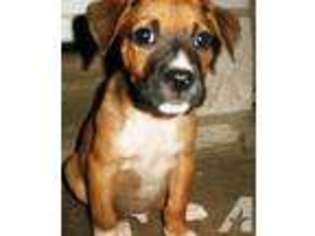 Boxer Puppy for sale in PHILADELPHIA, PA, USA