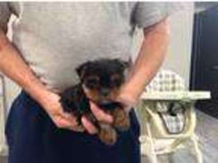Yorkshire Terrier Puppy for sale in Maria Stein, OH, USA