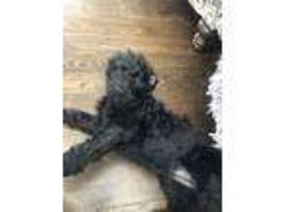 Labradoodle Puppy for sale in Meriden, CT, USA