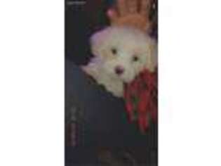 Maltese Puppy for sale in Sterling Heights, MI, USA
