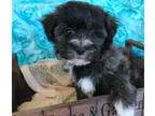 Havanese Puppy for sale in Clearwater, FL, USA