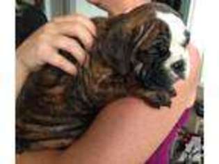 Bulldog Puppy for sale in ROGUE RIVER, OR, USA