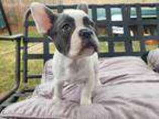 French Bulldog Puppy for sale in Little Elm, TX, USA