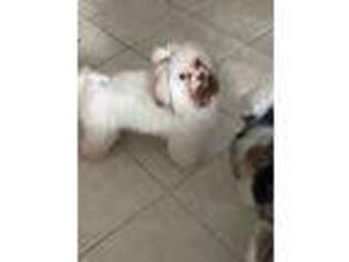 Biewer Terrier Puppy for sale in Richmond, MI, USA