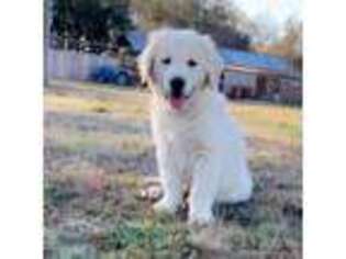 Golden Retriever Puppy for sale in Pensacola, FL, USA