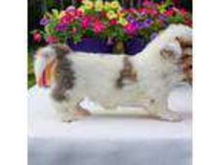 Cardigan Welsh Corgi Puppy for sale in Glen Saint Mary, FL, USA