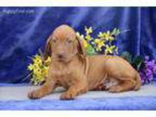 Vizsla Puppy for sale in Kirkwood, PA, USA