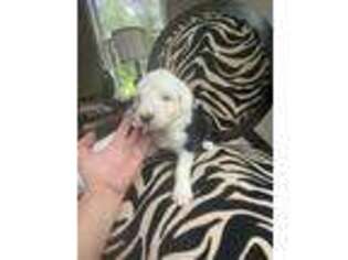 Old English Sheepdog Puppy for sale in Pikeville, KY, USA