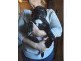 Mastiff Puppy for sale in Bainbridge, GA, USA